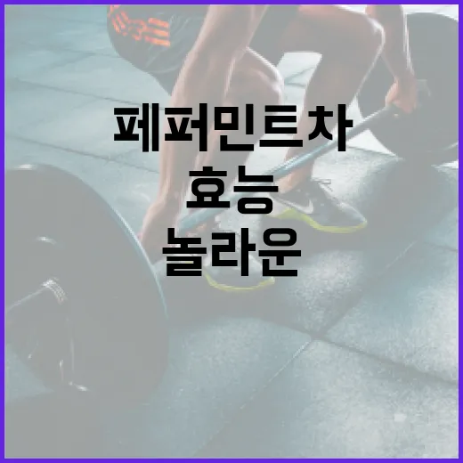 페퍼민트차의 놀라운 효능을 알아보는 방법 - 요약