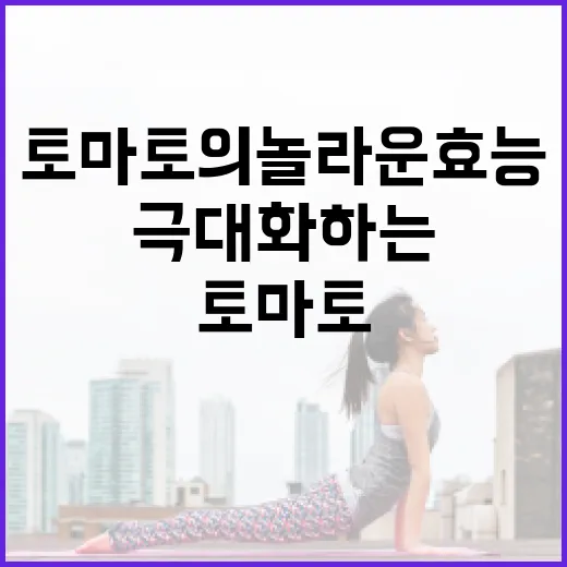토마토의 놀라운 효능을 극대화하는 방법 - 요약