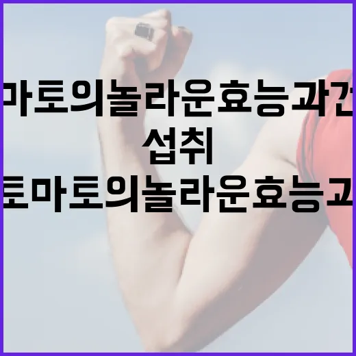 토마토의 놀라운 효능과 건강에 좋은 섭취 방법 - 요약