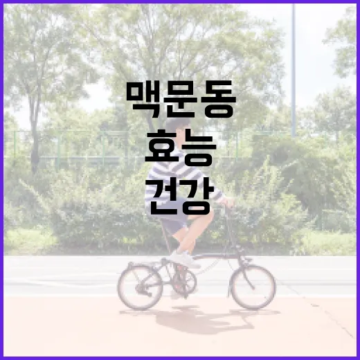 맥문동의 효능과 활용 방법: 건강을 위한 최고의 선택 - 요약