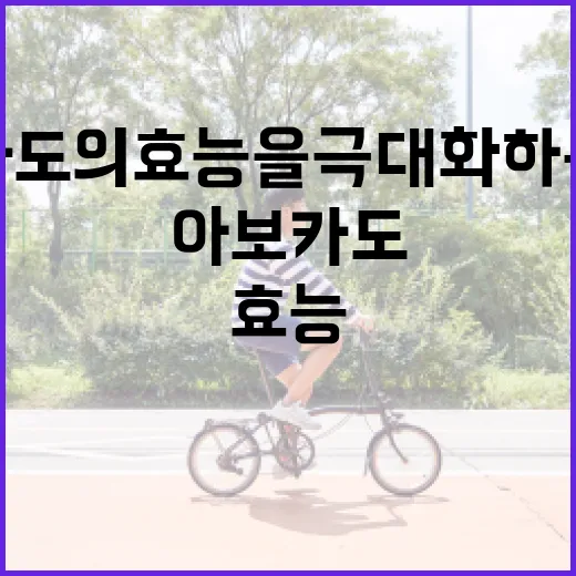 아보카도의 효능을 극대화하는 방법 - 요약