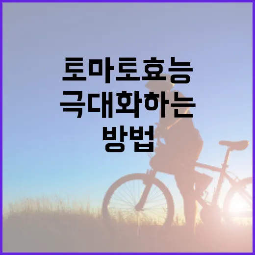 토마토 효능을 극대화하는 방법 - 요약