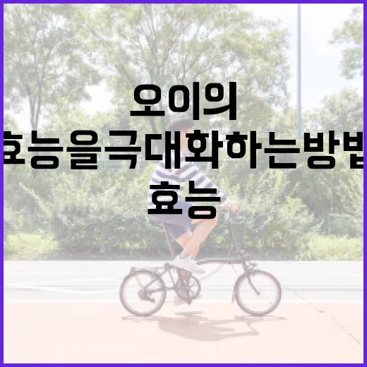 오이의 건강 효능을 극대화하는 방법 - 요약