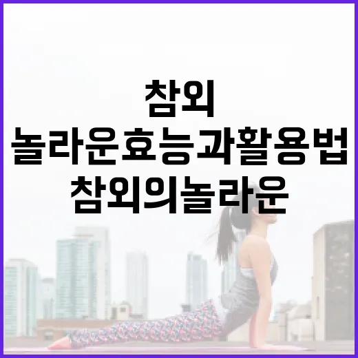 참외의 놀라운 효능과 활용법 - 요약