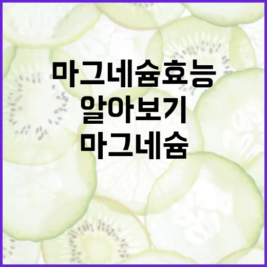 마그네슘 효능 알아보기: 왜 중요할까? - 요약