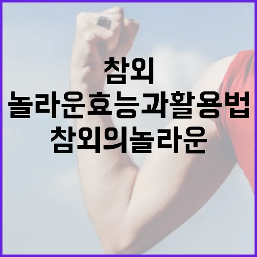 참외의 놀라운 효능과 활용법 - 요약