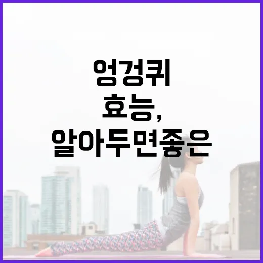 엉겅퀴의 놀라운 효능, 알아두면 좋은 이유 - 요약