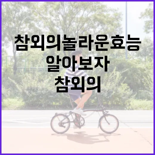 참외의 놀라운 효능을 알아보자 - 요약