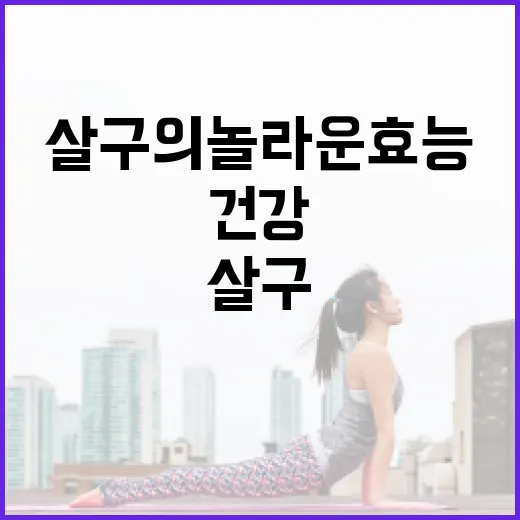 살구의 놀라운 효능을 아시나요? 건강에 좋은 이유 - 요약