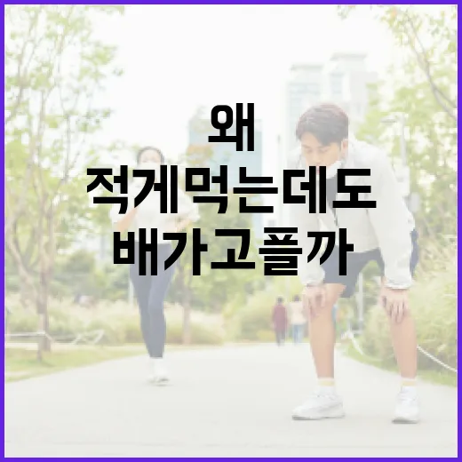 저녁다이어트식단, 적게 먹는데도 왜 자꾸 배가 고플까요? - 요약