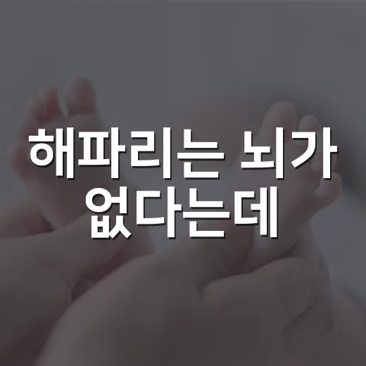 해파리는 뇌가 없다는데, 어떻게 움직이고 먹이를 찾을까요? - 요약