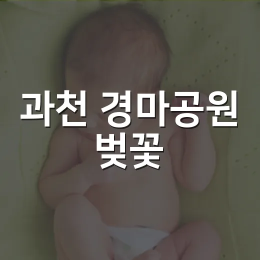 과천 경마공원 벚꽃…