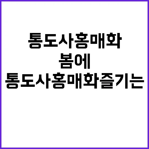 봄에 통도사 홍매화…