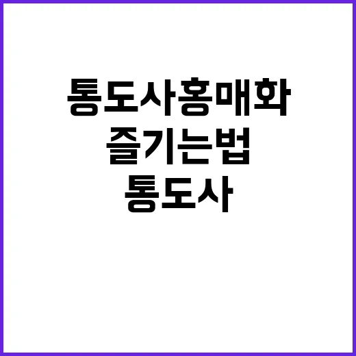 통도사 홍매화를 즐…