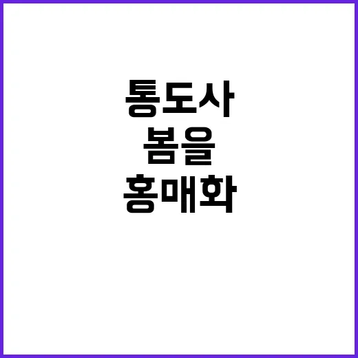 통도사 홍매화를 즐…