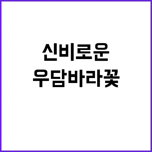 우담바라꽃을 발견하는 방법과 그 신비로운 이야기