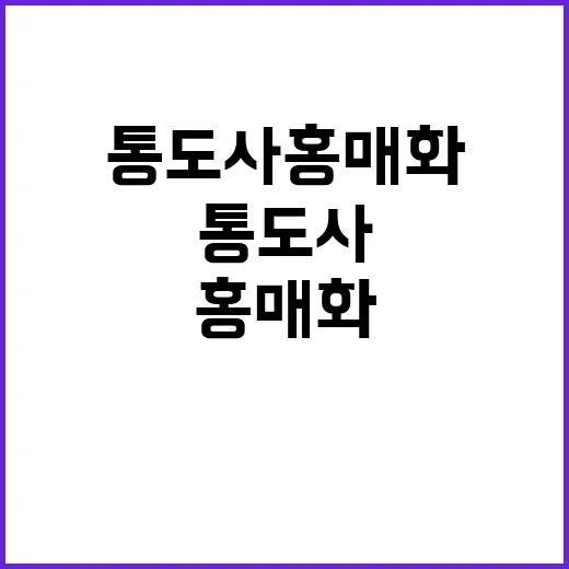 통도사 홍매화를 감상하는 방법