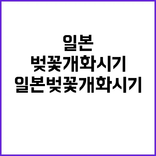 일본 벚꽃 개화시기 잘 맞추는 방법