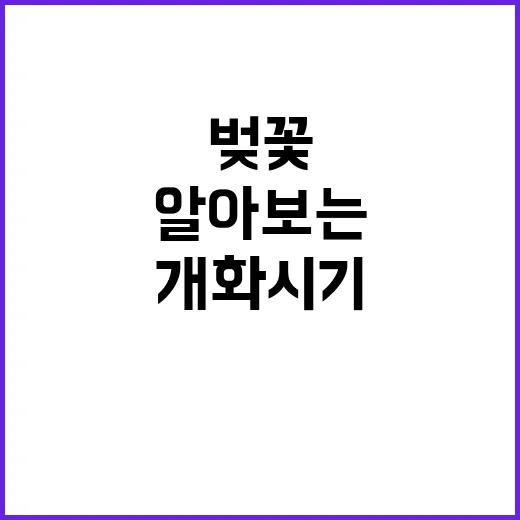 일본 벚꽃 개화시기…