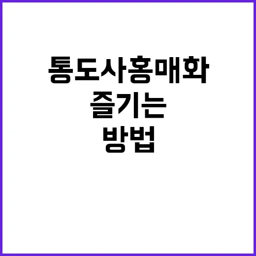 통도사 홍매화를 제대로 즐기는 방법