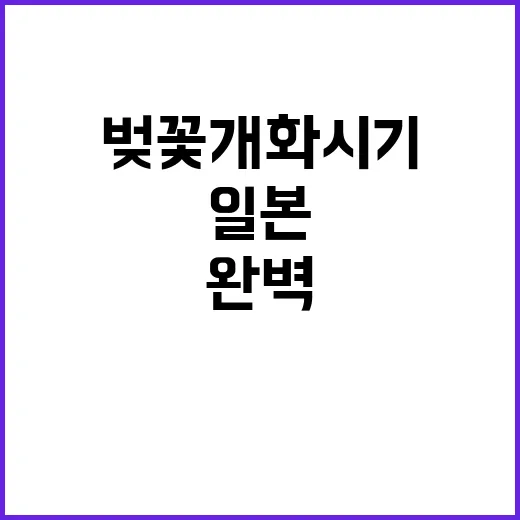 일본 벚꽃 개화시기…