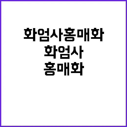 화엄사 홍매화를 감상하는 방법: 봄의 아름다움을 만끽하려면 이렇게