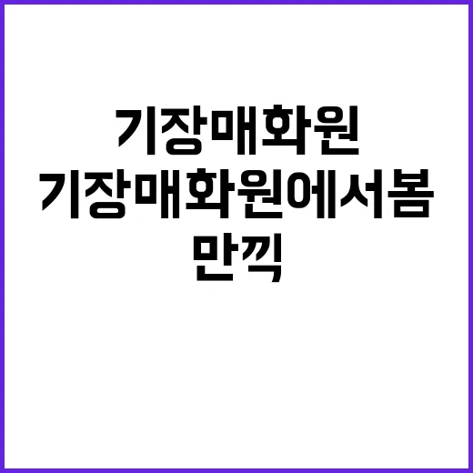 기장 매화원에서 봄을 만끽하는 방법