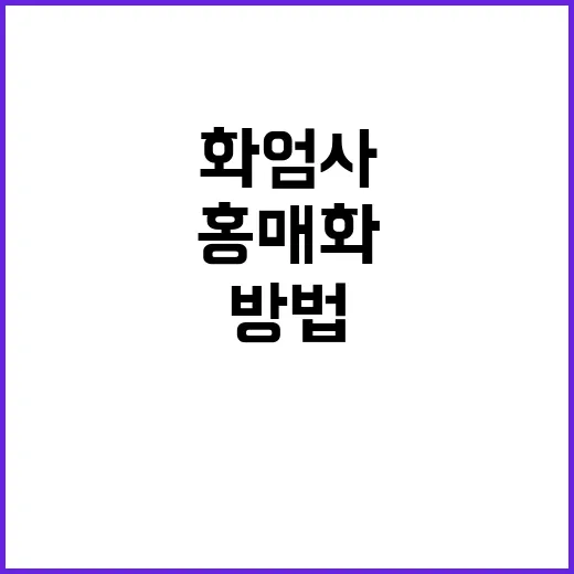 화엄사의 홍매화를 감상하는 방법