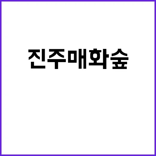 진주 매화숲을 즐기…