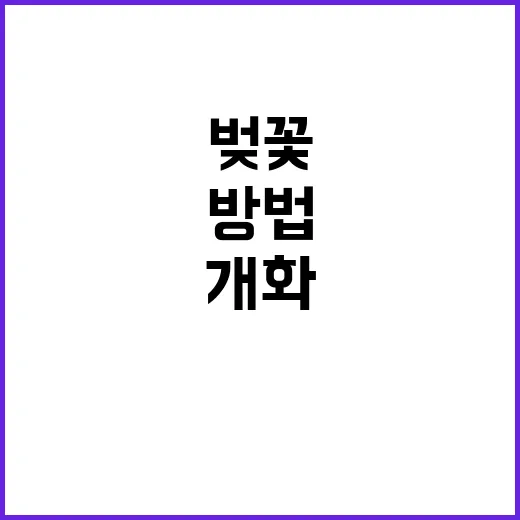 일본 벚꽃 개화시기…