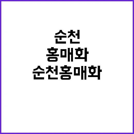 순천 홍매화를 즐기는 방법: 봄날의 특별한 여행
