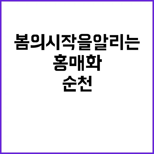 순천 홍매화를 만나…