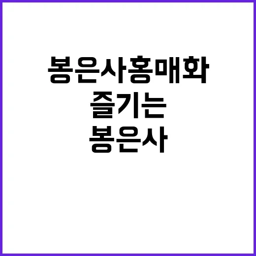 봉은사 홍매화를 즐…