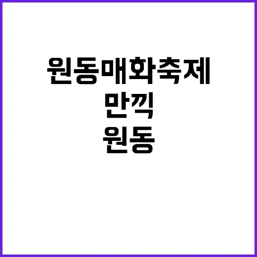 원동 매화축제를 만…