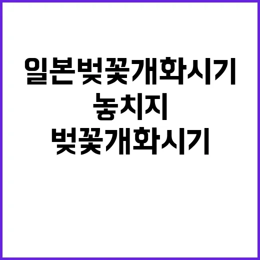 일본 벚꽃 개화시기…
