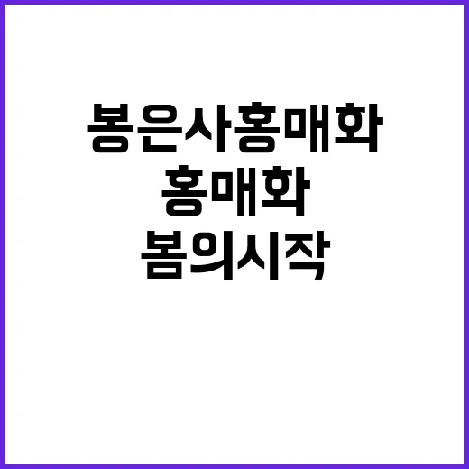 봉은사 홍매화를 감상하는 방법: 봄의 시작을 만끽하세요