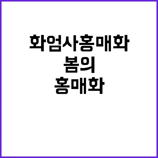 화엄사 홍매화를 감상하는 방법: 봄의 향기를 만끽하세요