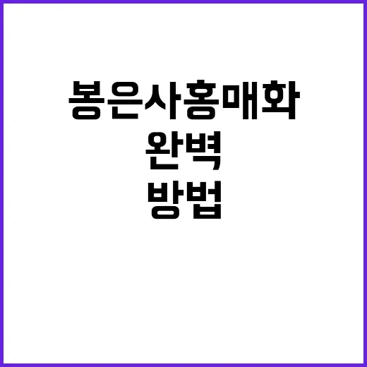 봉은사 홍매화를 감…