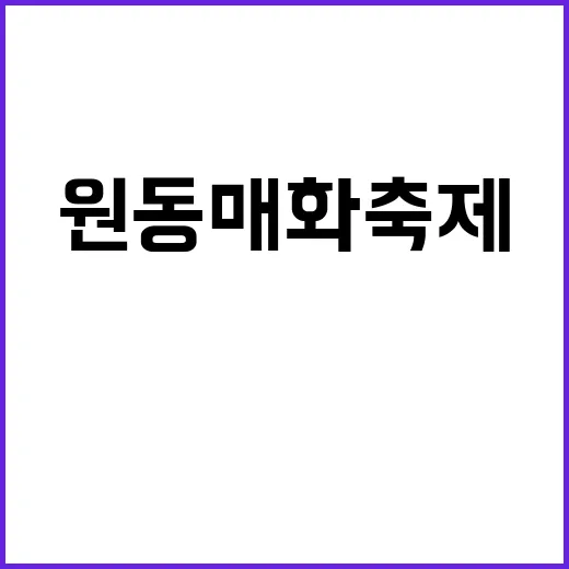 원동 매화축제에서 봄을 만끽하는 방법