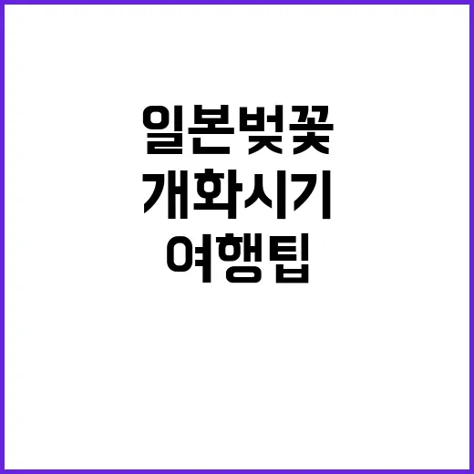 일본 벚꽃을 만끽하…