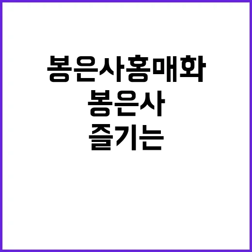 봉은사 홍매화 즐기는 방법