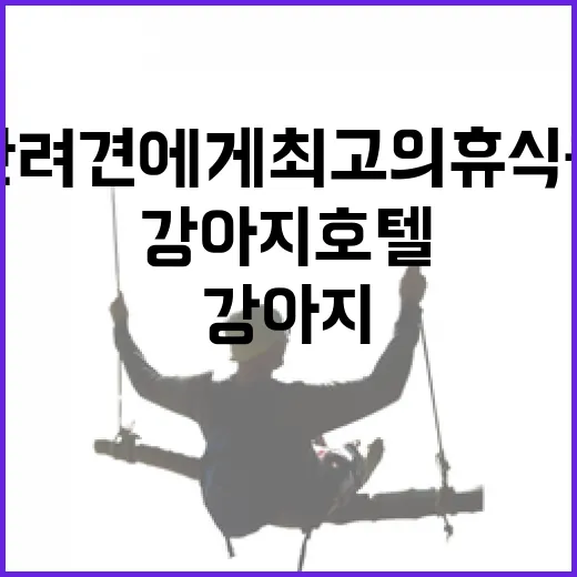 강아지호텔 선택하는 방법: 당신의 반려견에게 최고의 휴식을 제공하세요 - 요약