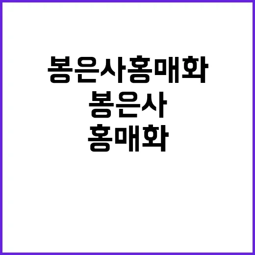 봉은사 홍매화를 만끽하는 방법