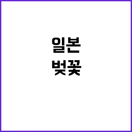일본 벚꽃 개화시기…