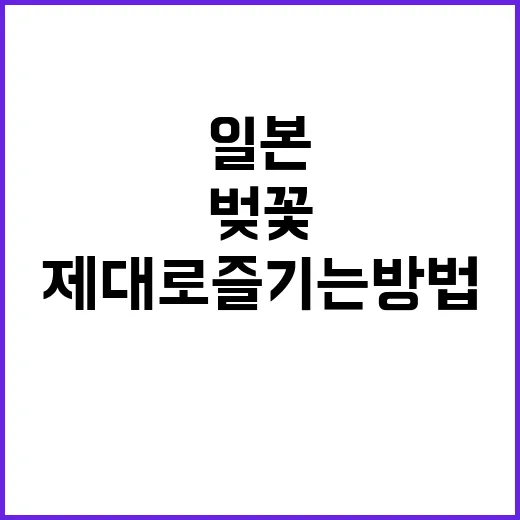 일본 벚꽃 개화시기를 제대로 즐기는 방법