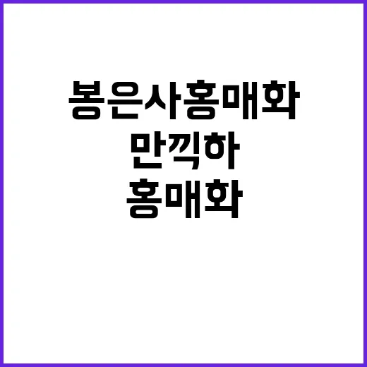 봉은사 홍매화의 아름다움을 만끽하는 방법