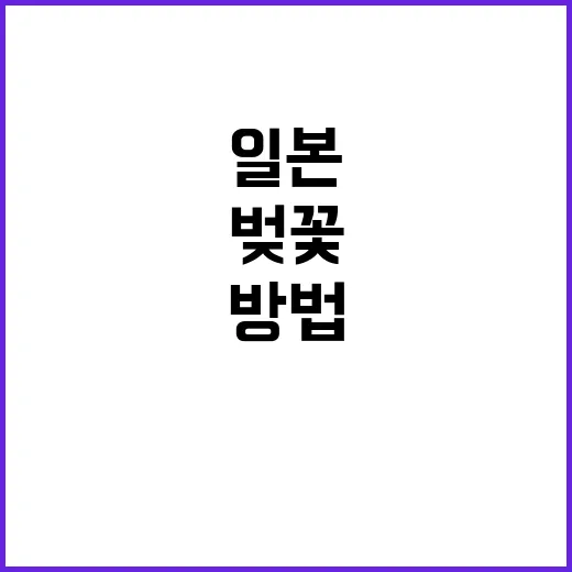 일본 벚꽃 개화시기…