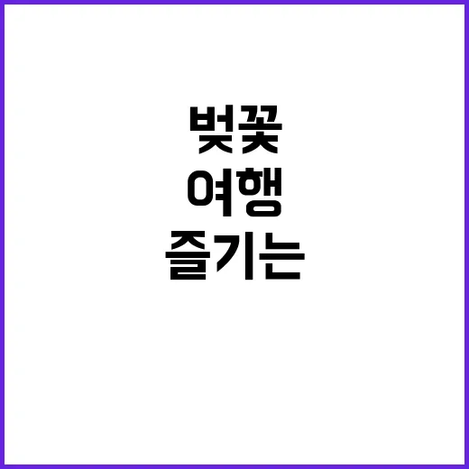 석촌호수 벚꽃 여행을 완벽하게 즐기는 방법