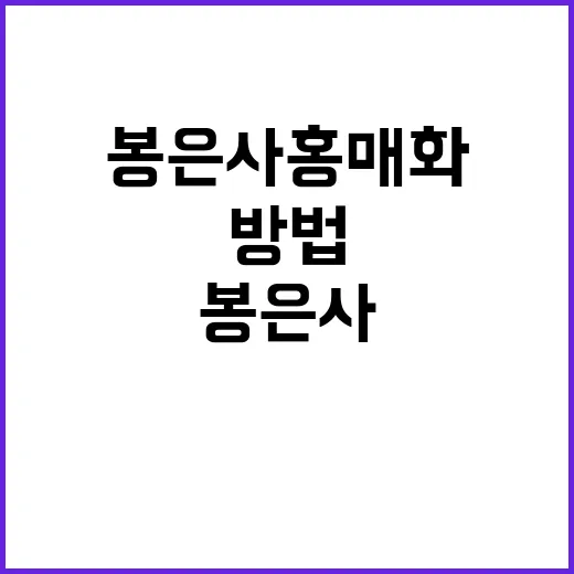 봉은사 홍매화를 감…