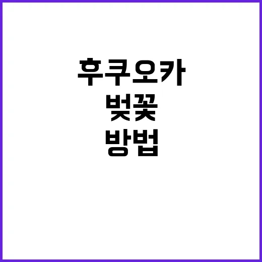 후쿠오카에서 벚꽃을…